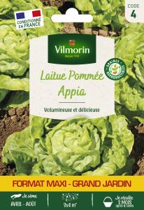 Laitue Pommée Appia - Grand Modèle
